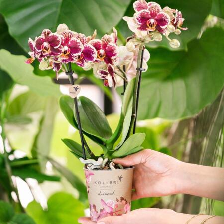 Kolibri Orchids | Gelbe rote Phalaenopsis-Orchidee - Spanien - Topfgr