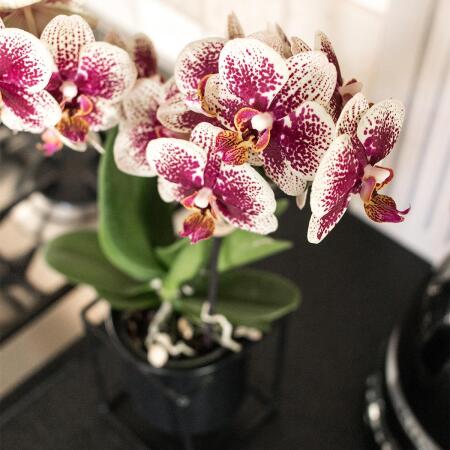 Kolibri Orchids | Gelbe rote Phalaenopsis-Orchidee - Spanien - Topfgr