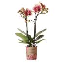 Kolibri Orchids | Gelbe rote Phalaenopsis-Orchidee - Spanien - Topfgröße 9cm | blühende Zimmerpflanze - frisch vom Züchter