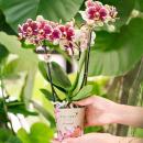 Kolibri Orchids | Gelbe rote Phalaenopsis-Orchidee - Spanien - Topfgr&ouml;&szlig;e 9cm | bl&uuml;hende Zimmerpflanze - frisch vom Z&uuml;chter