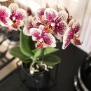 Kolibri Orchids | Gelbe rote Phalaenopsis-Orchidee - Spanien - Topfgröße 9cm | blühende Zimmerpflanze - frisch vom Züchter