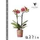 Kolibri Orchids | Gelbe rote Phalaenopsis-Orchidee - Spanien - Topfgr&ouml;&szlig;e 9cm | bl&uuml;hende Zimmerpflanze - frisch vom Z&uuml;chter