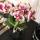 Hummingbird Orchids | Yellow Red Phalaenopsis Orchid - Spain - pot size 9cm | flowering houseplant - fresh from the grower