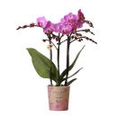 Kolibri Orchids | Lila/rosa Phalaenopsis Orchidee - Mineral Vienna - Topfgröße 9cm | blühende Zimmerpflanze - frisch vom Züchter