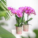 Hummingbird Orchids | Purple/pink Phalaenopsis Orchid -...