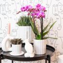 Kolibri Orchids Lila/rosa Phalaenopsis Orchidee Mineral Vienna Topfgröße 9cm blühende Zimmerpflanze frisch vom Züchter