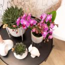 Kolibri Orchids | Lila/rosa Phalaenopsis Orchidee - Mineral Vienna - Topfgröße 9cm | blühende Zimmerpflanze - frisch vom Züchter