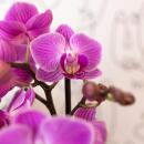 Kolibri Orchids Lila/rosa Phalaenopsis Orchidee Mineral Vienna Topfgröße 9cm blühende Zimmerpflanze frisch vom Züchter