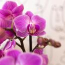 Kolibri Orchids | Lila/rosa Phalaenopsis Orchidee - Mineral Vienna - Topfgröße 9cm | blühende Zimmerpflanze - frisch vom Züchter