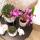 Hummingbird Orchids | Purple/pink Phalaenopsis Orchid - Mineral Vienna - pot size 9cm | flowering houseplant - fresh from the grower