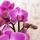 Hummingbird Orchids | Purple/pink Phalaenopsis Orchid - Mineral Vienna - pot size 9cm | flowering houseplant - fresh from the grower