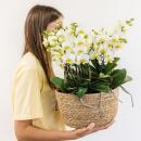 Hummingbird Orchids | white plant set in a reed basket incl. water tank | three white orchids Lausanne 9cm and three green plants Rhipsalis | Jungle bouquet white with self-sufficient water tank