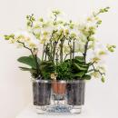 Hummingbird Orchids | white plant set in a reed basket incl. water tank | three white orchids Lausanne 9cm and three green plants Rhipsalis | Jungle bouquet white with self-sufficient water tank