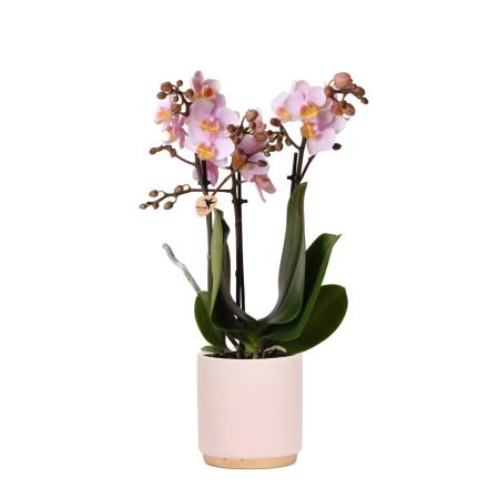 Kolibri Orchids | Rosa Phalaenopsis Orchidee - Andorra + Goldfuß Ziertopf rosa - Topfgröße 9cm - 40cm hoch | blühende Zimmerpflanze im Blumentopf - frisch vom Züchter