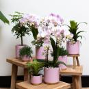 Hummingbird Orchids | Pink Phalaenopsis Orchid - Andorra + gold foot ornamental pot pink - pot size 9cm - 40cm high | flowering houseplant in a flower pot - fresh from the grower