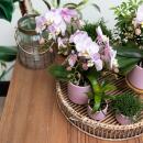 Kolibri Orchids Rosa Phalaenopsis Orchidee Andorra + Goldfuß Ziertopf rosa Topfgröße 9cm 40cm hoch blühende Zimmerpflanze im Blumentopf frisch vom Züchter