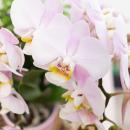 Kolibri Orchids | Rosa Phalaenopsis Orchidee - Andorra + Goldfuß Ziertopf rosa - Topfgröße 9cm - 40cm hoch | blühende Zimmerpflanze im Blumentopf - frisch vom Züchter