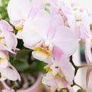 Kolibri Orchids Rosa Phalaenopsis Orchidee Andorra + Goldfuß Ziertopf rosa Topfgröße 9cm 40cm hoch blühende Zimmerpflanze im Blumentopf frisch vom Züchter