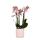 Orchidées Colibri | Orchidée Phalaenopsis rose - Andorre + pot ornemental pied doré rose - taille du pot 9cm - 40cm de haut | plante dintérieur en fleurs dans un pot de fleurs - fraîche du producteur