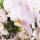 Orchidées Colibri | Orchidée Phalaenopsis rose - Andorre + pot ornemental pied doré rose - taille du pot 9cm - 40cm de haut | plante dintérieur en fleurs dans un pot de fleurs - fraîche du producteur
