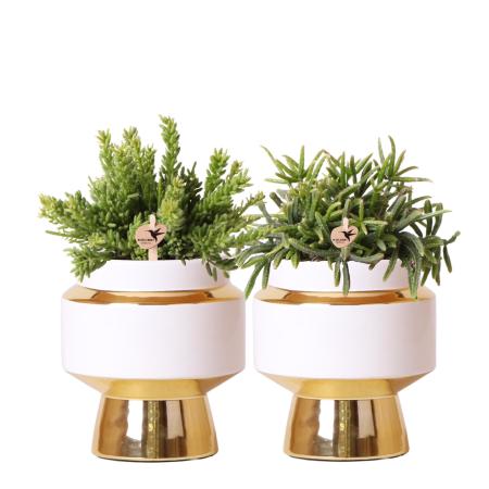 Kolibri Greens | Rhipsalis Satz von 2 Pflanzen in Gold Le Chic dekorative Töpfe - Keramik Topf Größe 9cm