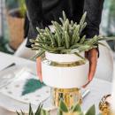 Kolibri Greens | Rhipsalis Satz von 2 Pflanzen in Gold Le...