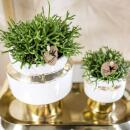 Hummingbird Greens | Rhipsalis set of 2 plants in gold Le Chic decorative pots - ceramic pot size 9cm