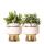 Verts Colibri | Lot de 2 plantes Rhipsalis en pots décoratifs dorés Le Chic - pot céramique taille 9cm