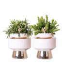 Hummingbird Greens | Rhipsalis set of 2 plants in silver Le Chic decorative pots - ceramic pot size 9cm