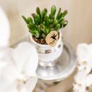 Hummingbird Greens | Rhipsalis set of 2 plants in silver Le Chic decorative pots - ceramic pot size 9cm