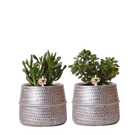 Hummingbird Greens | Set of 2 succulent plants in silver grooved ornamental pots - ceramic pot size 9cm