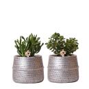 Hummingbird Greens | Set of 2 succulent plants in silver...