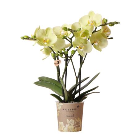 Orchidées Colibri | orchidée phalaenopsis jaune - 34 cm de haut - taille du pot 9 cm | plante dintérieur fleurie - fraîche du producteur