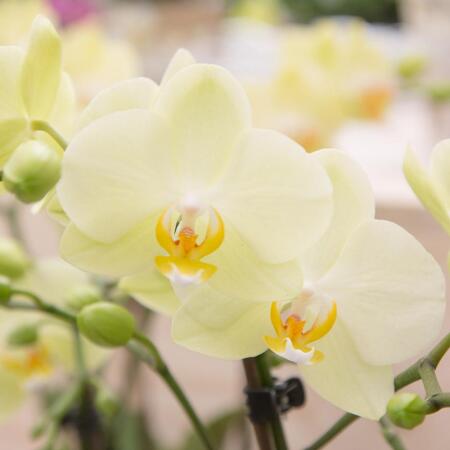 Kolibri Orchids gelbe Phalaenopsis-Orchidee - 34cm hoch - Topfgre 9