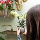 Orchidées Colibri | orchidée phalaenopsis jaune - 34 cm de haut - taille du pot 9 cm | plante dintérieur fleurie - fraîche du producteur