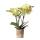 Orchidées Colibri | orchidée phalaenopsis jaune - 34 cm de haut - taille du pot 9 cm | plante dintérieur fleurie - fraîche du producteur