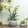 Orchidées Colibri | orchidée phalaenopsis jaune - 34 cm de haut - taille du pot 9 cm | plante dintérieur fleurie - fraîche du producteur