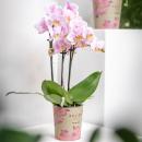 Hummingbird Orchids | Pink Phalaenopsis Orchid - Andorra...