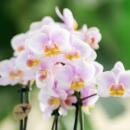 Hummingbird Orchids | Pink Phalaenopsis Orchid - Andorra - pot size 9cm | flowering houseplant - fresh from the grower