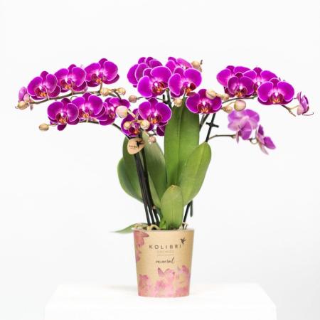 Orchids - Phalaenopsis 9c - Lila Orchidee Kolibri Morelia Topfgröße |