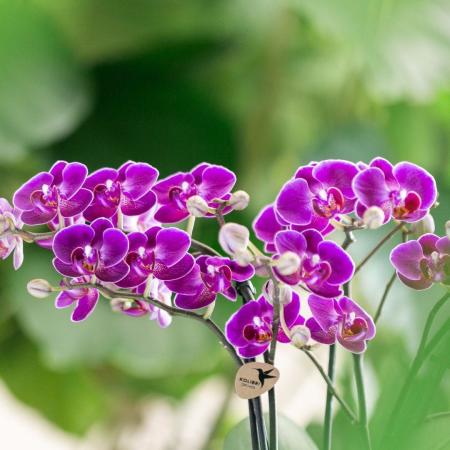 Kolibri Orchids | Lila Phalaenopsis Orchidee - Morelia - Topfgröße 9c