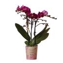 Hummingbird Orchids | Purple Phalaenopsis Orchid -...