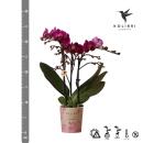 Orchidées Colibri | Orchidée Phalaenopsis violette - Morelia - taille du pot 9cm | plante dintérieur en fleurs - fraîche du producteur