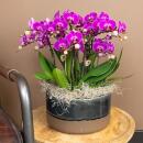 Orchidées Colibri | Orchidée Phalaenopsis violette - Morelia - taille du pot 9cm | plante dintérieur en fleurs - fraîche du producteur