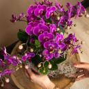 Orchidées Colibri | Orchidée Phalaenopsis violette - Morelia - taille du pot 9cm | plante dintérieur en fleurs - fraîche du producteur