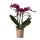 Orchidées Colibri | Orchidée Phalaenopsis violette - Morelia - taille du pot 9cm | plante dintérieur en fleurs - fraîche du producteur