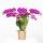 Orchidées Colibri | Orchidée Phalaenopsis violette - Morelia - taille du pot 9cm | plante dintérieur en fleurs - fraîche du producteur