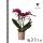 Orchidées Colibri | Orchidée Phalaenopsis violette - Morelia - taille du pot 9cm | plante dintérieur en fleurs - fraîche du producteur