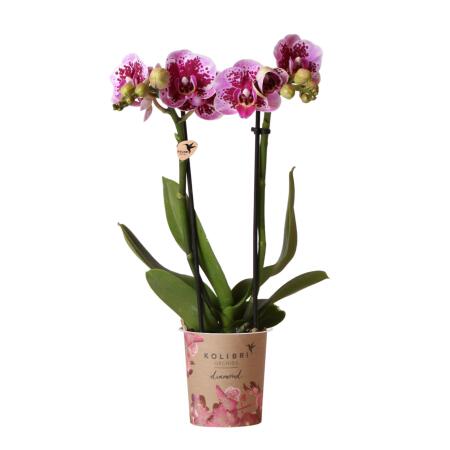 Kolibri Orchids Rosa lila Phalaenopsis Orchidee El Salvador Topfgröße 9cm blühende Zimmerpflanze frisch vom Züchter