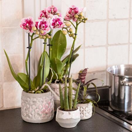 KOLIBRI Orchidées,Orchidée Phalaenopsis rose violet